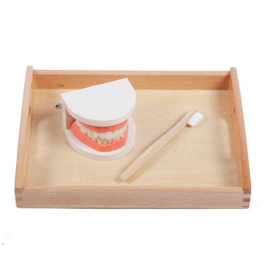 Montessori Teaching Aids Children's Brushing Set: Educational Tooth Care Toys